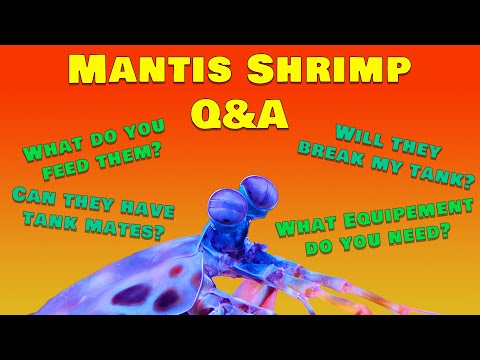 Avoid These Mistakes: Essential Tips for Mantis Shrimp Care
