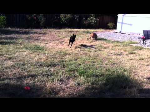 Sabotage - A Dog Tribute