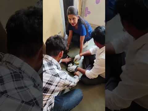 Paylap Pet Care YouTube short