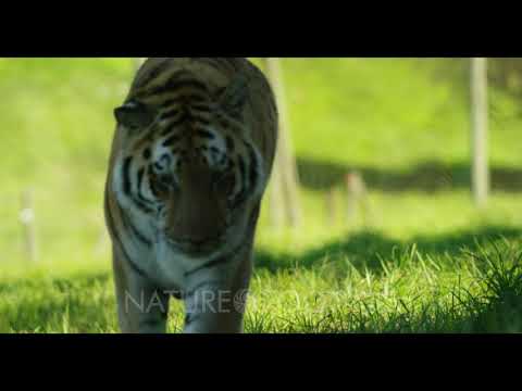 download lagu mp3 mp4 Tiger Walking Towards Camera, download lagu Tiger Walking Towards Camera gratis, unduh video klip Tiger Walking Towards Camera