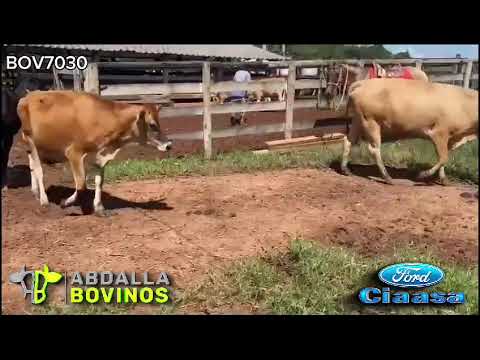 BOV7030 - 11 VACAS E NOVILHAS LEITEIRAS - GOIANÉSIA - GO