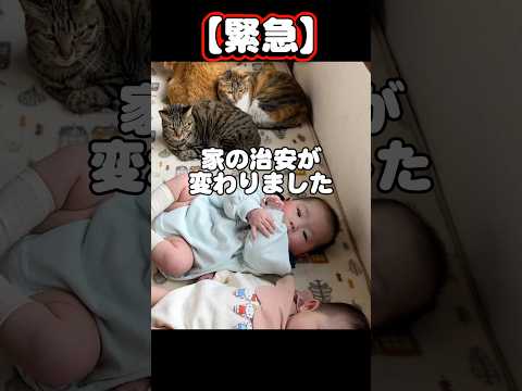 【緊急】猫たちが“赤ちゃん側”につき始めました。