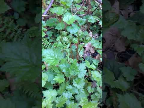Fiddlehead Ferns / Wild Edibles of the Pacific Northwest