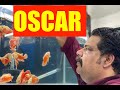 Oscar  Fish Keeping | Oscar Fish Aquarium | Mayur Dev's Tips for Oscar fish Keeping HD 1080p