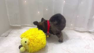 チワワ(ロング)の動画01