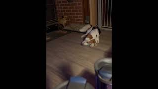 Video preview image #1 Bagle Hound Puppy For Sale in Dunnellon, FL, USA