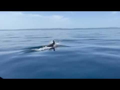 Eine Delfin-Schule in der Adria im Norden der Insel Rab