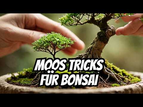 Moos für Bonsai nachwachsen lassen
