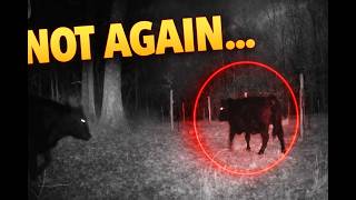 They’re Back… And Heading Straight for My Chestnut Orchard