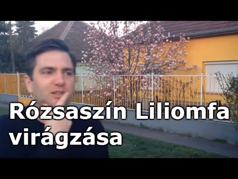 Magnolia - Liliomfa (rózsaszín) virágzása
