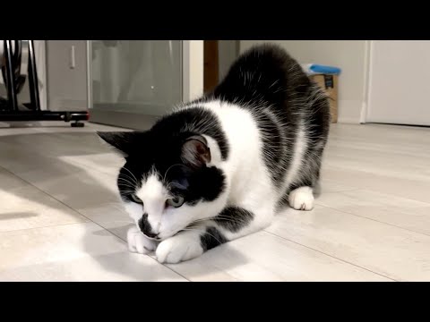 The BEST Little Shadow Hunter!