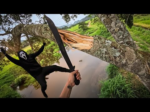 PANIC FELL FROM THE TOP OF THE TREE