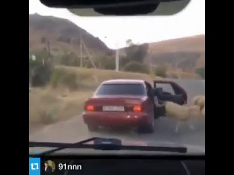 Funny Guys Stealing Sheep