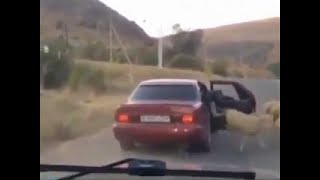 Funny Guys Stealing Sheep