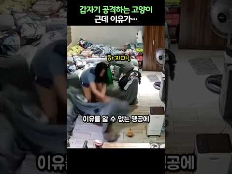 갑자기 공격하는 고양이… 이유 알고 나면 소름