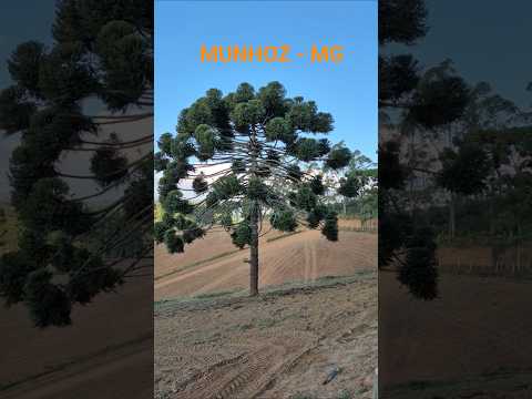 Munhoz - MG #minasgerais #brasil #shorts #montanhas #nature
