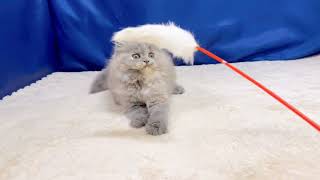 ブリティッシュロングヘアの動画01