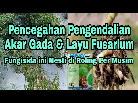 , title : 'Pencegahan Pengendalian Layu Fusarium & Akar Gada || Fungisida ini mesti di roling setiap musim'