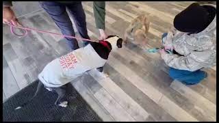 Video preview image #1 Mutt Puppy For Sale in Spotsylvania, VA, USA