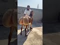Turkey Dumba Beauty Pakistan Turkey Shortvideo