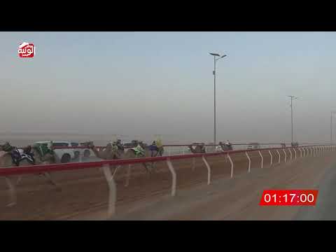 ش 7 (الشبابيه) لـ غصاب عبدالله راعي الطيره العامري 2:5 ، شارة الصندوق 2026/07/02 الروضة فطامين