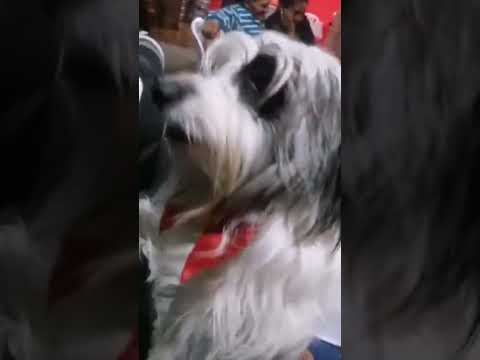 La tóxica blanquita.#cordillera #emboscada #malcriado