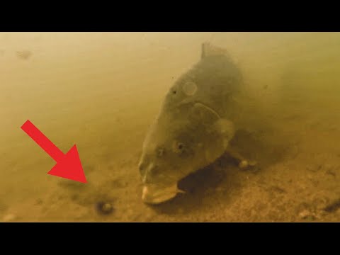 Karpfen Angeln am Fluss 🤿 The River Vlog Folge 41