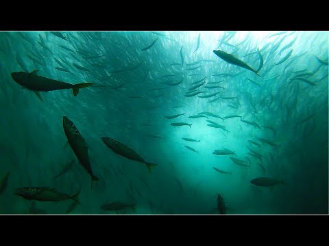 CRAZY Fish Feeding FRENZY