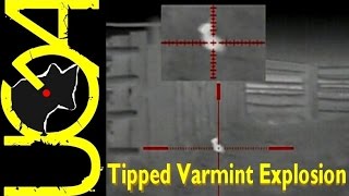 Thermal Bunny Explosion - American Eagle VT 50gr .223 Bullet Test - by UGA