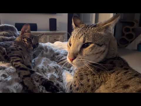 F2 Savannah Cats Kumba And Zara Are All Snuggled In The Bed.
