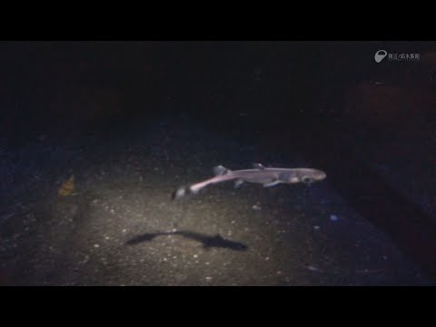 超希少！ヒレタカフジクジラの稚魚