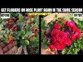 How to Get Roses to Re-Bloom-100% RESULT ( WITH UPDATES)