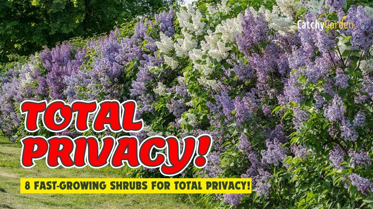 8 BEST FAST-GROWING SHRUBS for TOTAL PRIVACY! // 🌲🏡🌷 Gardening Ideas