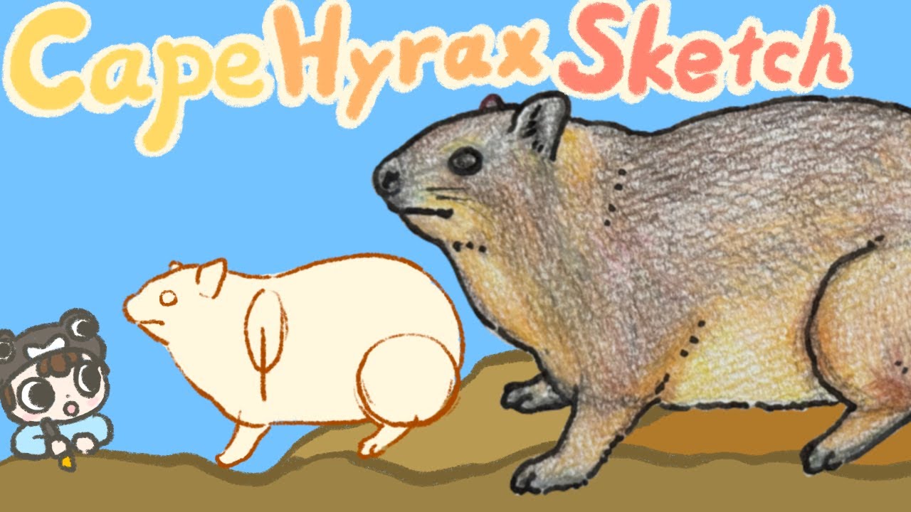 【Animals】How to draw Rock Hyrax , Cape Hyrax | step by step