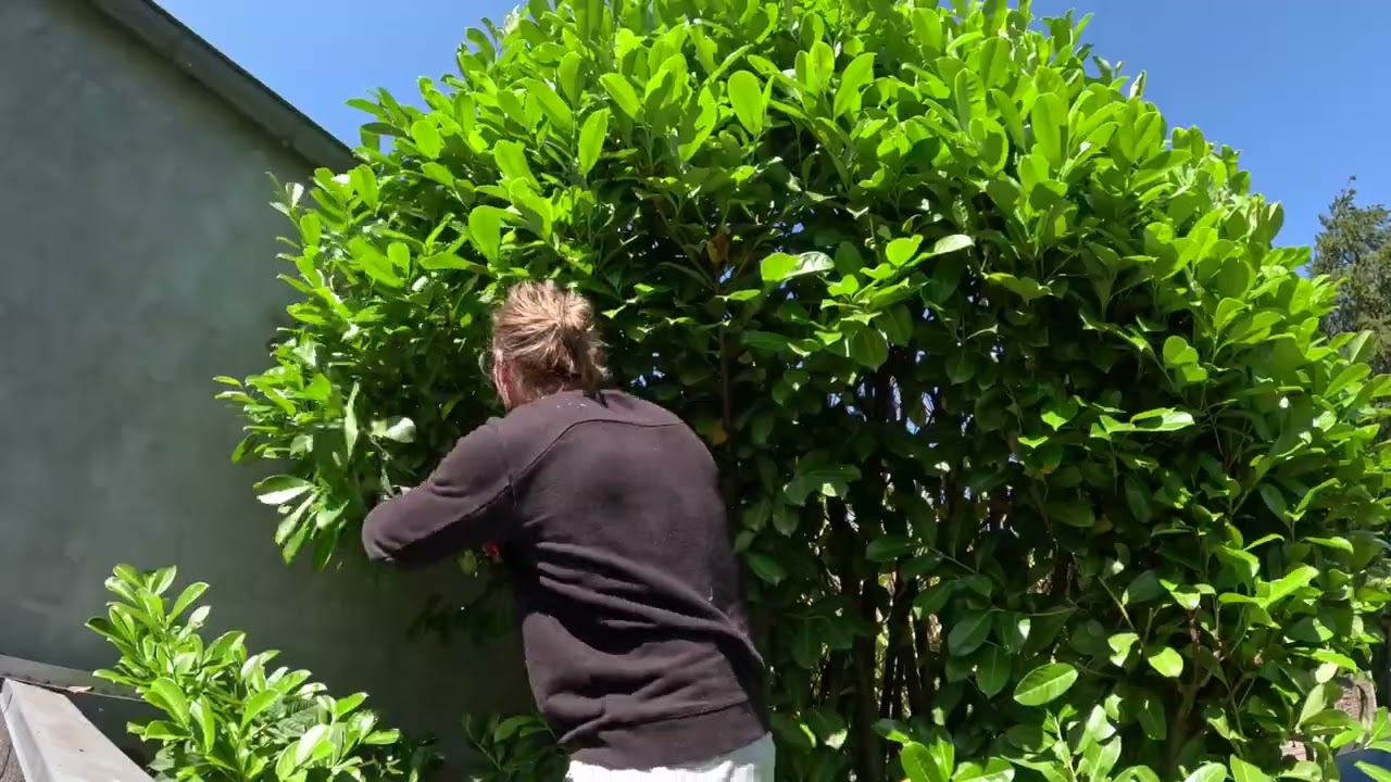 Kraftig beskæring af 4-5 meter høj laurbærbusk i Klampenborg (Timelapse)