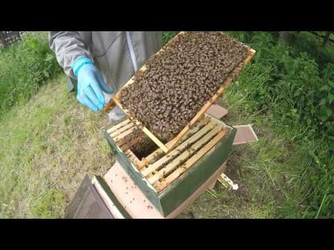 New UK Beekeeper Blog #8 - Weekly Inspection - I Have Varroa!