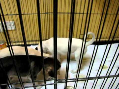 Basheer Pupz at Play