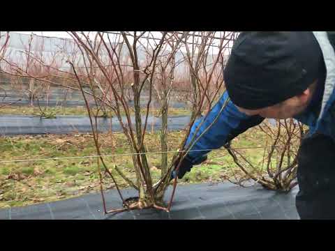 Borůvková farma Postoupky u Kroměříže - jarní řez borůvek II.