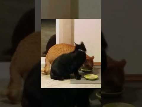 Curly and Nermeen are eating breakfast again