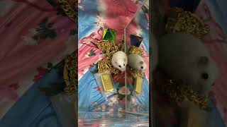 【天使美羽】の【ハムスター】 #天使美羽#Ange1 #ジャンガリアンハムスター #hamster