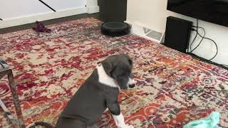 Puppies check out Roomba