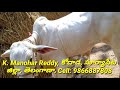 ongole cow calf for sale in andhra pradesh/ ongole bull for sale/ ongole cow calf for sale in telugu