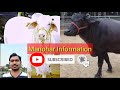 ongole cow calf for sale in andhra pradesh/ ongole bull for sale/ ongole cow calf for sale in telugu