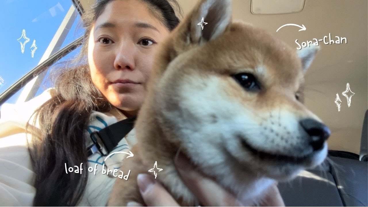 The Day I Met Sora 🩵 | Our Tiny Shiba Inu Puppy Comes Home