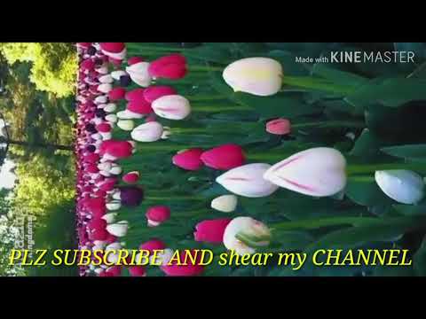 RABBE KONAIN MERE DIL KI DUAYEN SUN LE رب کونین میرے دل کی دعائیں سن لے