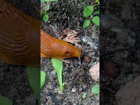 Slug-a-Licious - The Epic Hunt for the Ultimate Snack 👀 #germanytourism #europeantravel #germany