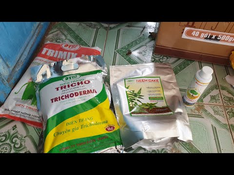 Xử Lý Chất Trồng Giúp Hạn Chế Sâu Bệnh Cho Cây Mai Vàng