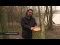Bomen in Lumièrepark Almere vernield