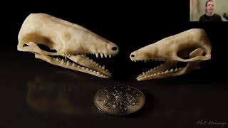 Beasts Before Us: The Untold Story of Mammal Evolution