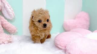 ハーフ犬の動画01